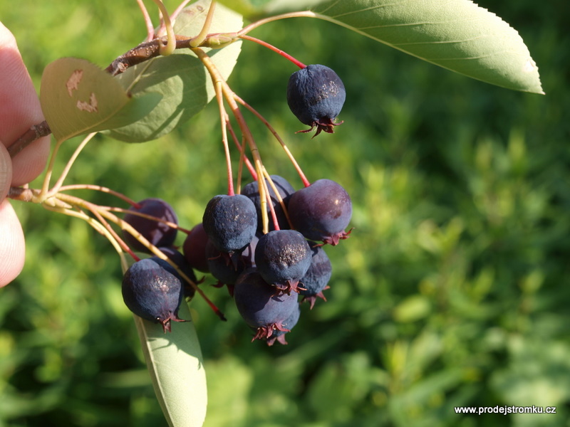 Muchovník, amelanchier nebo také indiánská borůvka