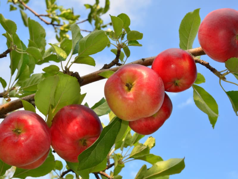 Přehled podnoží pro jabloně z našeho sortimentu