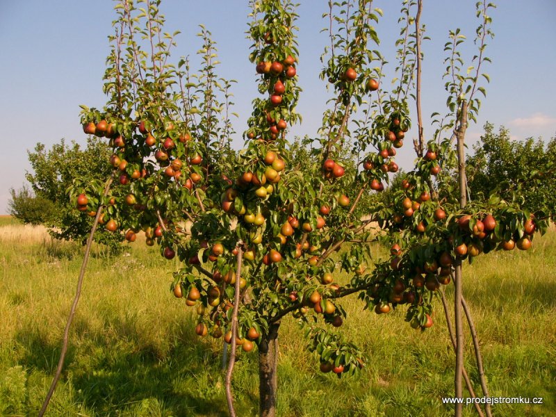 Kdy a jak provádět řez ovocných stromů