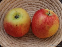 Řez sloupcových jabloní