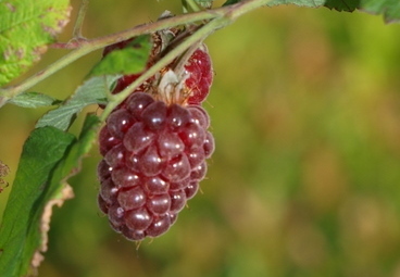 Jak nasadit a pěstovat malinoostružiny