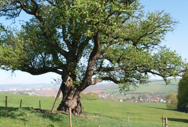 Starý strom v krajině